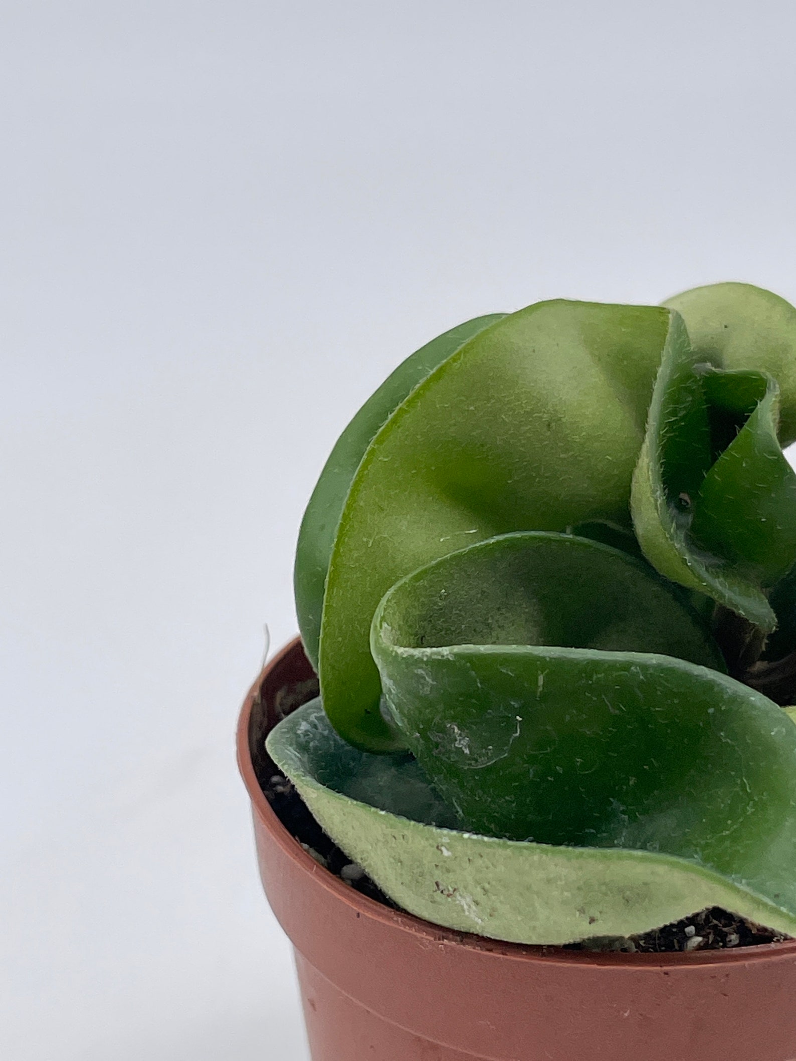 Hoya Hindu Rope Carnosa Compacta in a 2 Inch Pot Live | Etsy