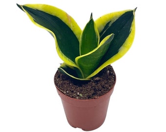 Black Gold Snakeplant, Green and Yellow Snake Plant, Variegated Sansevieria trifasciata