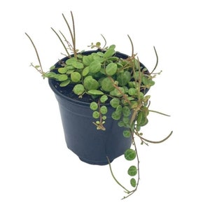 String of Turtles, Peperomia prostrata, Vining Plant, Live in a 4 inch Pot by BubbleBlooms