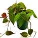 see more listings in the Alocasia & Philodendron section