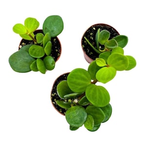 May include: Three small potted plants with round, green leaves. The plants are in brown pots and are sitting on a white background.