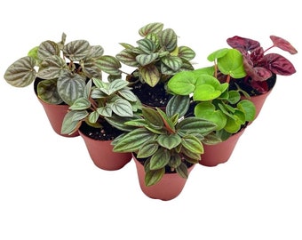 Peperomia Assortment, Foliage Set, Rosso, Frost, albovittata, caperata, Premium Succulent Collection, in 2 inch pots, Plant Gift