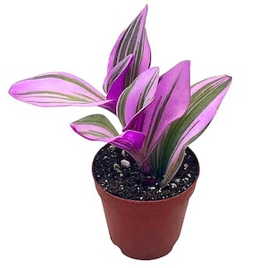 Pink Tradescantia Nanouk, Variegated Wandering Jew, Rare 2 inch Tiny Mini Pixie Plant Very Small