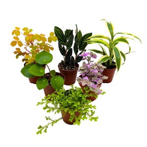 Premium Foliage Assortment, Colorful Fern Set, Different Variety of Plants, in 2 inch pots, Plant Gift