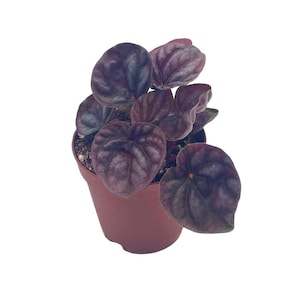 Puede incluir: Una planta de Peperomia caperata en maceta con hojas texturizadas de color púrpura oscuro. La planta está en una maceta de plástico marrón pequeña. Las hojas tienen forma de corazón y un patrón de venas prominente.