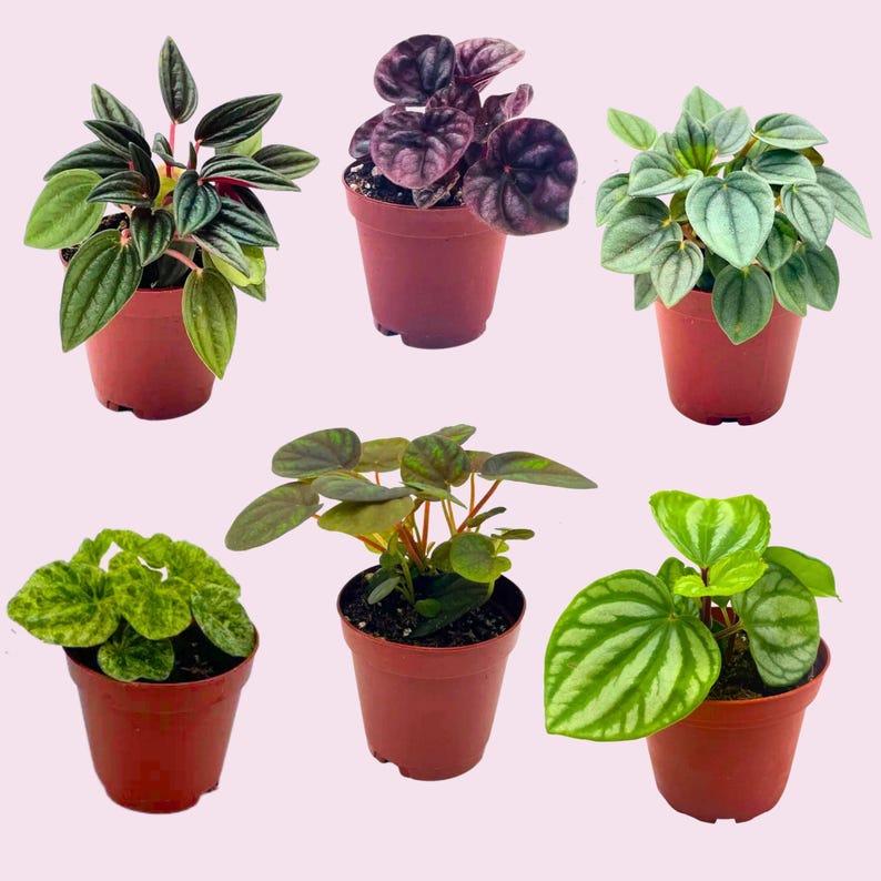 BubbleBlooms Peperomia - Thumbnail 5