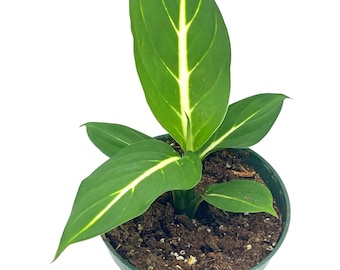 Dieffenbachia Green Magic, 4 inch, Striped Dumb Cane oerstedii