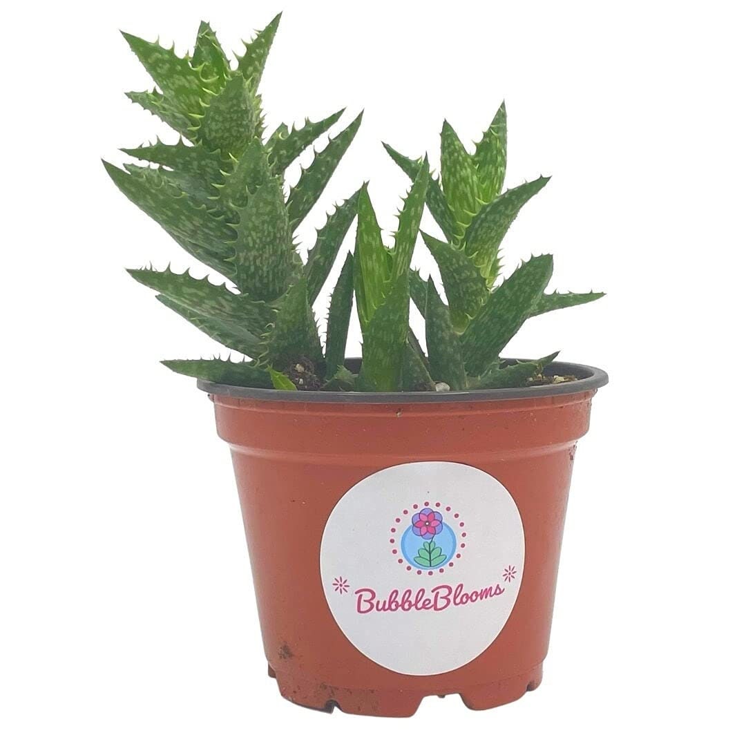 Tiger Tooth Aloe, Aloe juvenna Brandham, Dwarf Aloe, Tiger-Tooth Aloe, Rare Succulent Plant live in 4 inch pot, well rooted healthy starter