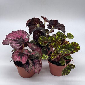 BubbleBlooms Harmony's Begonia Rex Assortment, Warm Colorful Summer, 4 inch, Set of 3, Painted-Leaf Begonia, Unique Homegrown Exclusive,