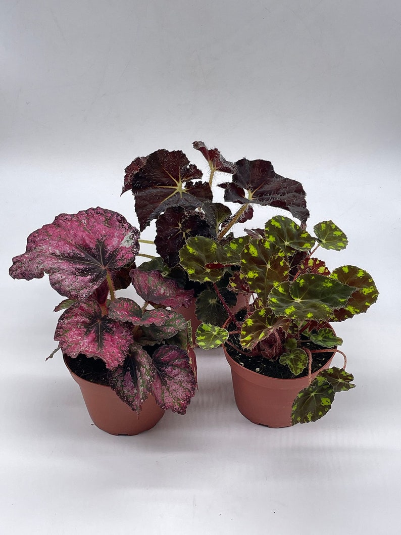 BubbleBlooms Harmony's Begonia Rex Assortment, Warm Colorful Summer, 4 inch, Set of 3, Painted-Leaf Begonia, Unique Homegrown Exclusive,