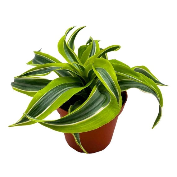 hecke glanzmispel red robin Glanzmispel Red Robin 125-150 cm Hhe Topfware