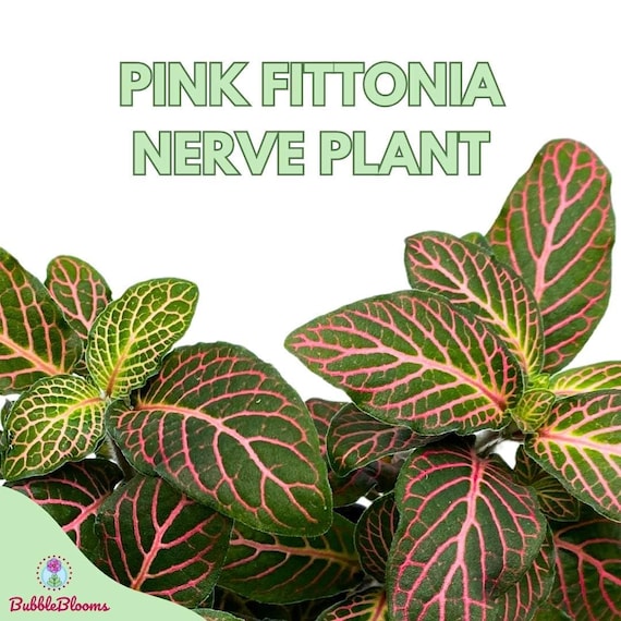 Pink Crinkle Frankie Fittonia Albivenis Nerve Plant, 4 Inch, Silver Net  Leaf, Mosaic Jewel Creeping Indoor Plant Argyroneura - Etsy