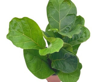 Ficus lyrata Bambino, 4 inch, Dwarf Fiddle Leaf Fig Tree