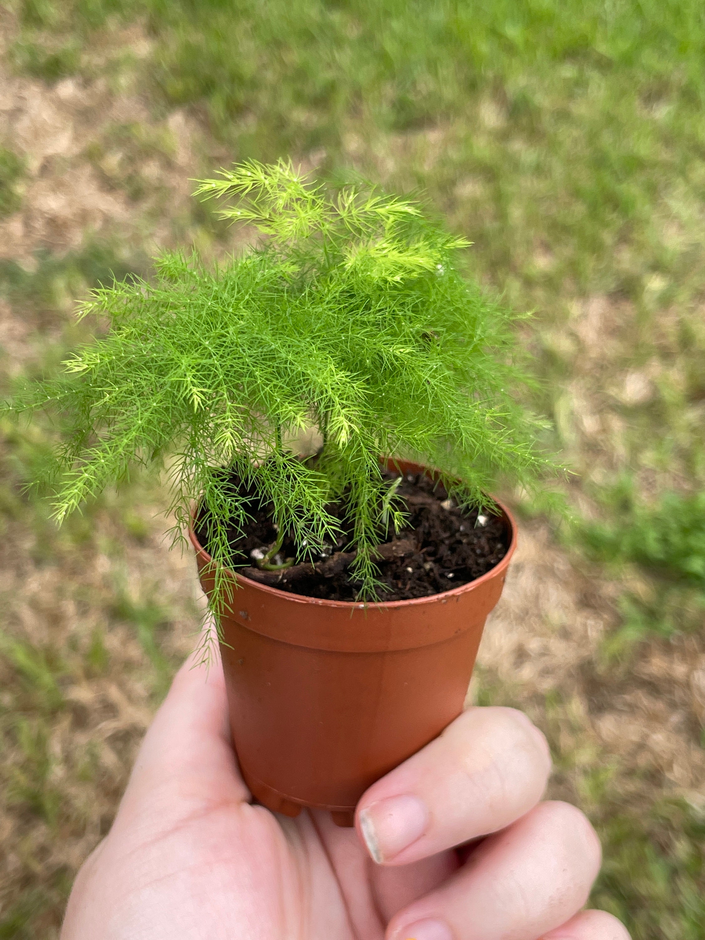 Asparagus Fern Asparagus Setaceus Limited in a 2 Inch Pot Etsy