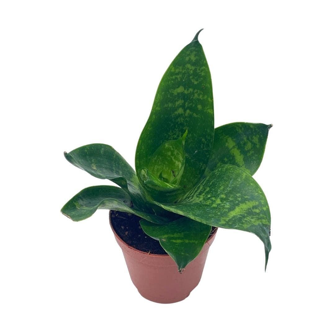 Black Robusta Snake Plant, Green Striped Variegated Snakeplant