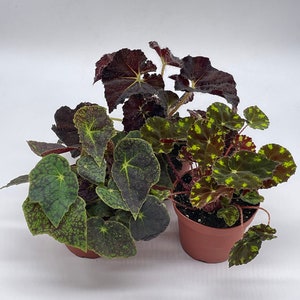 BubbleBlooms Harmony's Begonia Rex Assortment, Warm Colorful Summer, 4 inch, Set of 3, Painted-Leaf Begonia, Unique Homegrown Exclusive,