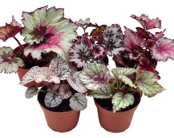 Harmony&#39;s Begonia Rex Assortment, Cold Pastel Winter, 4 inch, Set of 5, Painted-Leaf Begonia, Unique Homegrown Exclusive, Variegated