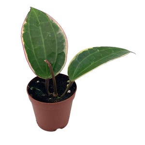 May include: A small potted plant with two large green leaves with pink and cream edges. The plant is in a brown plastic pot, set against a white background. The leaves have prominent veining.