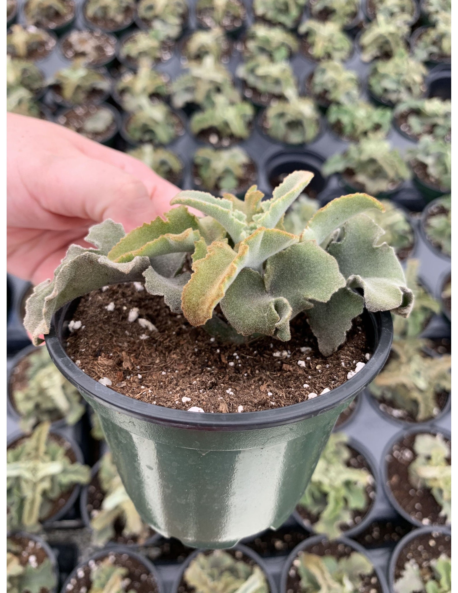 Kalanchoe Feltbush Felt bush Velvet elephant ear Etsy