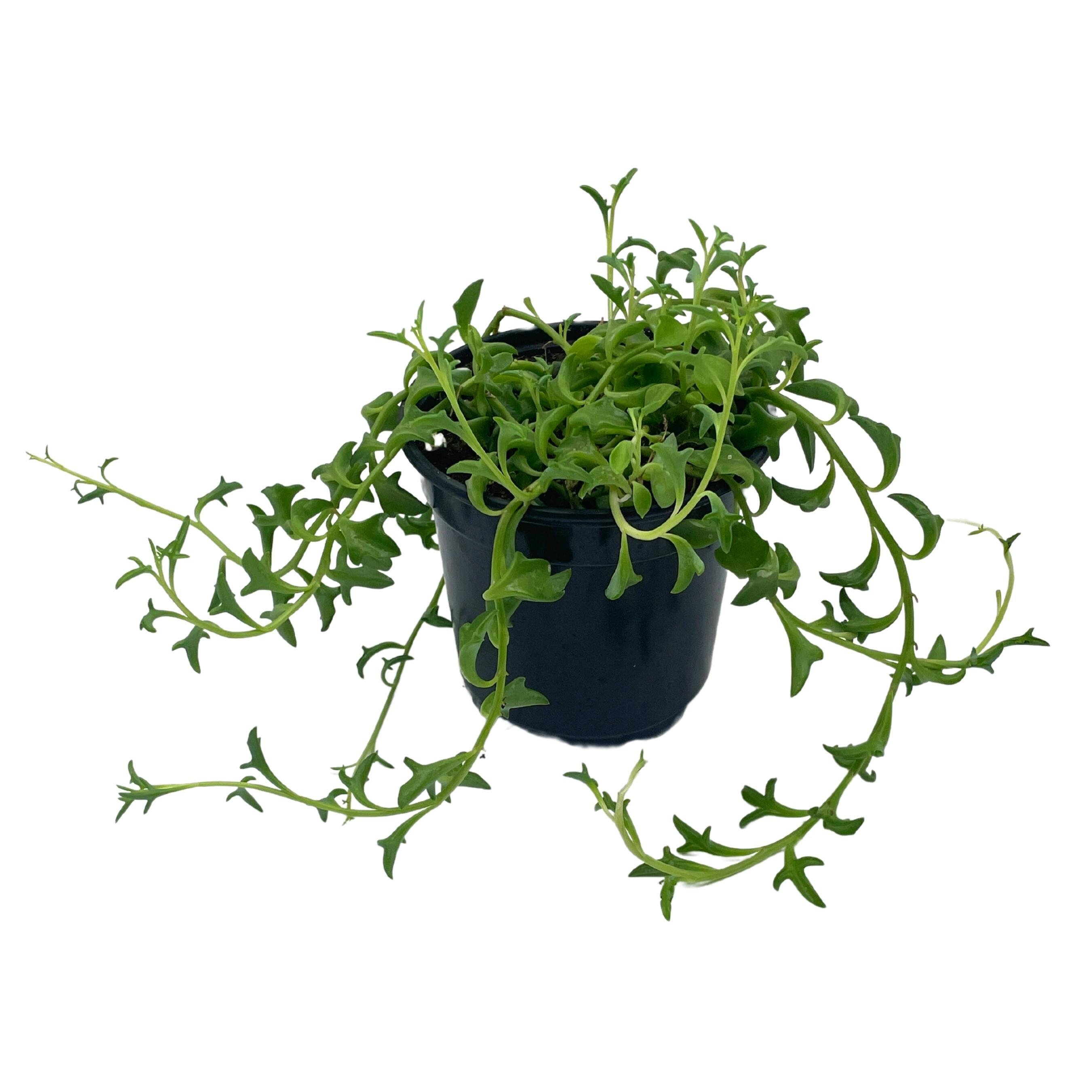 String of Dolphins Curio X Peregrinus / Dolphin Necklace Etsy