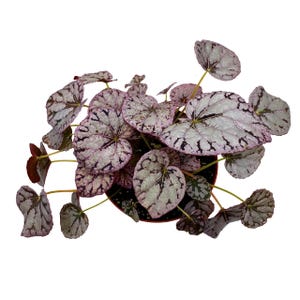 Harmony&#39;s BubbleBlooms Silver Dollar Begonia, King Begonia, Painted Begonia, Painted Leaf Begonia Rex in 6 inch Pot