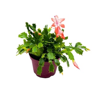 Christmas Cactus, 6 inch Holiday Cactus Thanksgiving Cactus, Crab Cactus, Easter Cactus, Seasonal Flowering