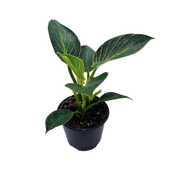 Philodendron Birkin, White Wave, Birkin White Wave in 6 Inch Pot - Etsy