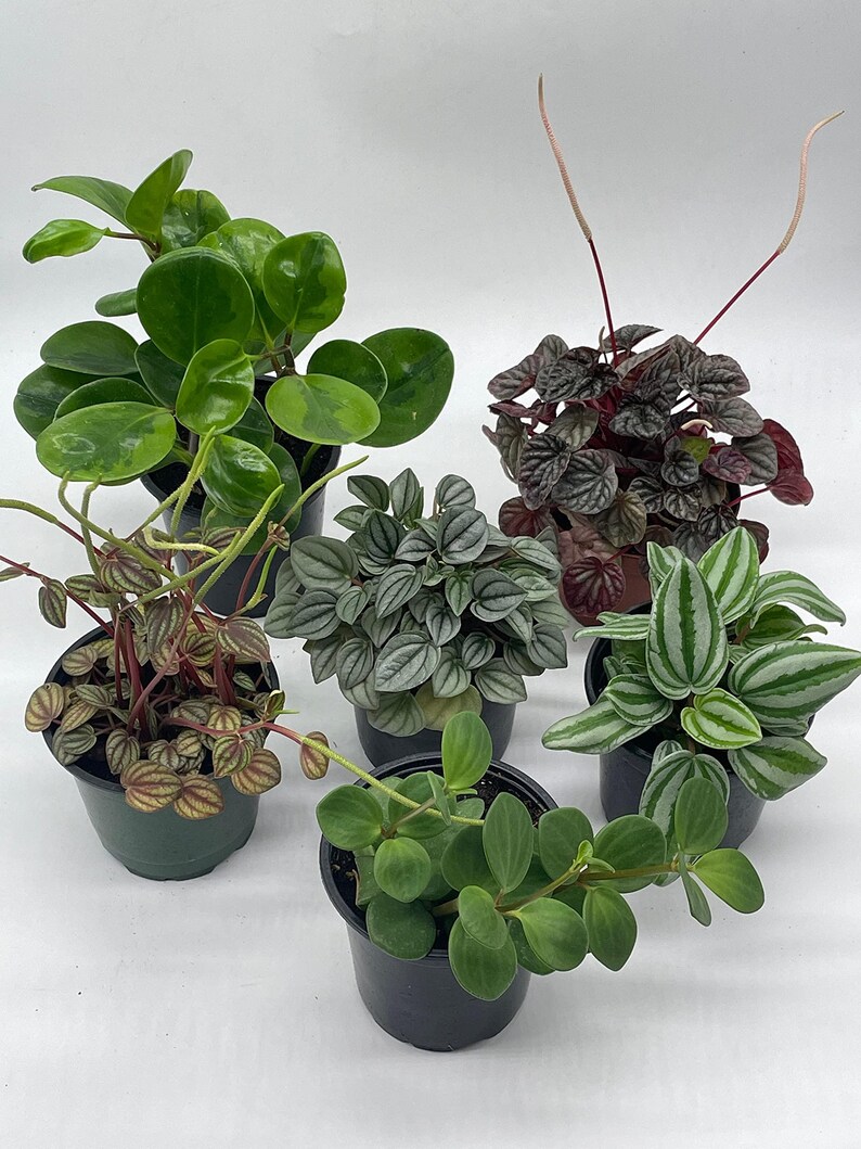 BubbleBlooms Peperomia - Thumbnail 2