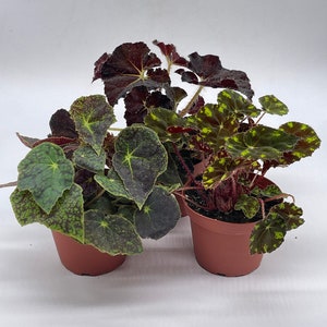 BubbleBlooms Harmony's Begonia Rex Assortment, Warm Colorful Summer, 4 inch, Set of 3, Painted-Leaf Begonia, Unique Homegrown Exclusive,