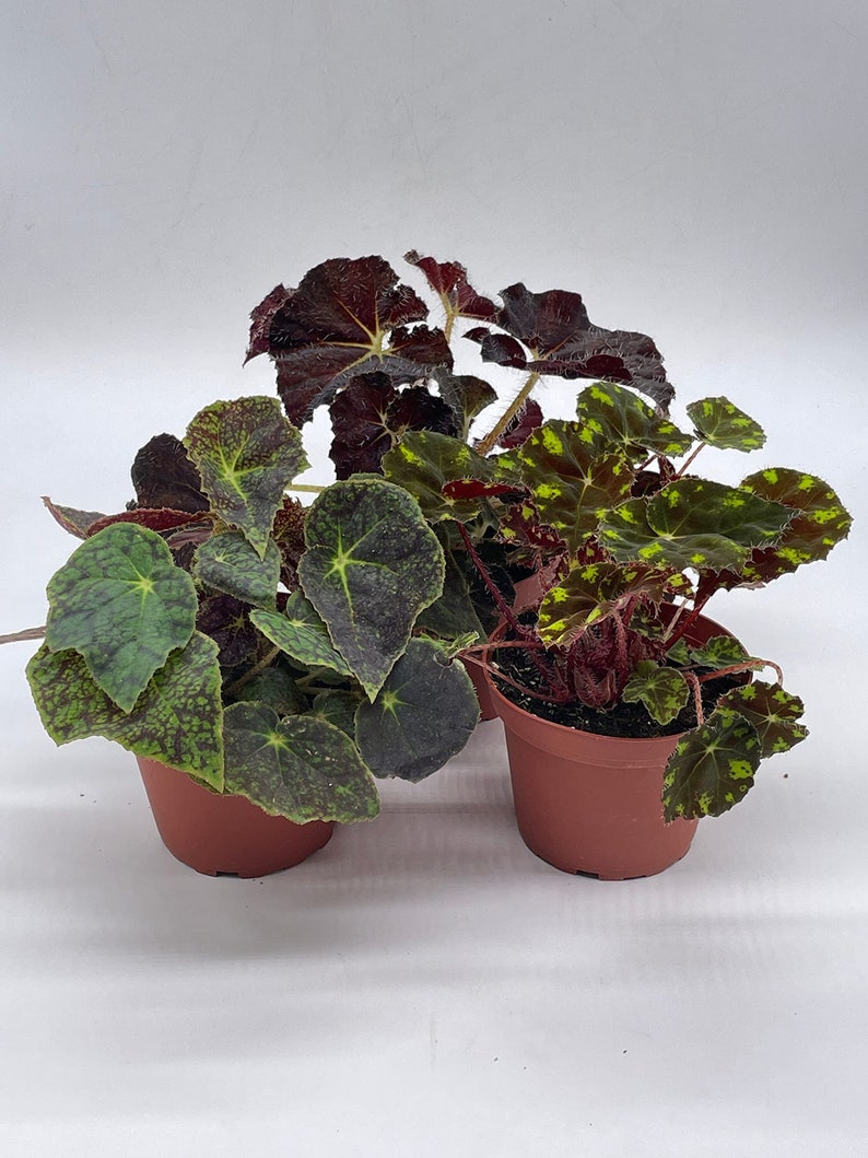 BubbleBlooms Harmony's Begonia Rex Assortment, Warm Colorful Summer, 4 inch, Set of 3, Painted-Leaf Begonia, Unique Homegrown Exclusive,