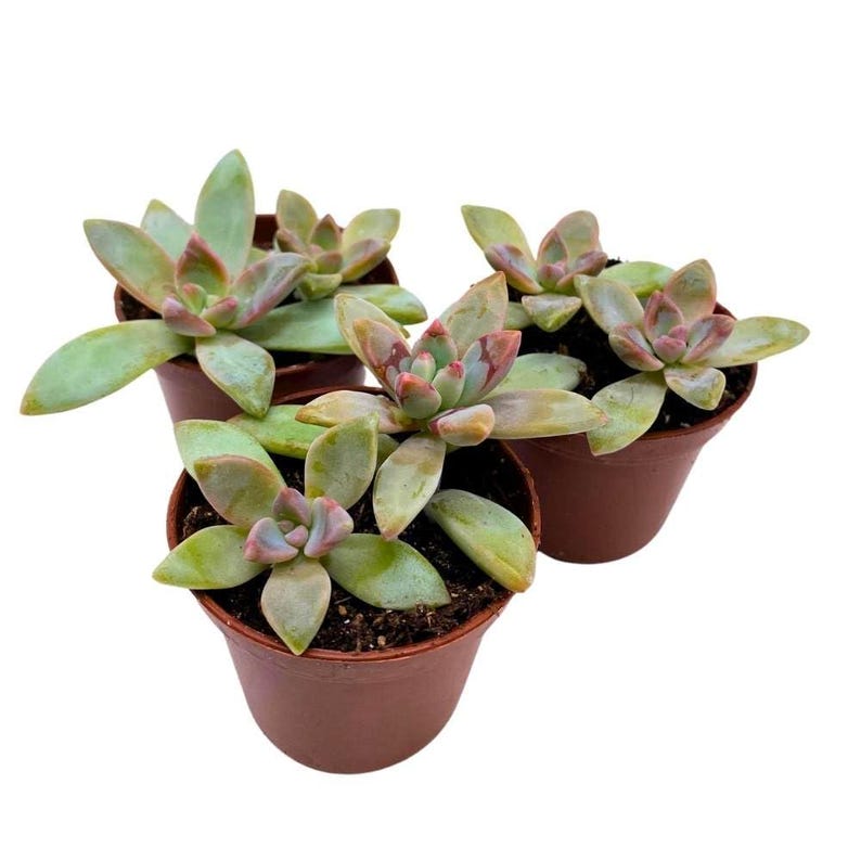 BubbleBlooms Graptoveria - Thumbnail 5