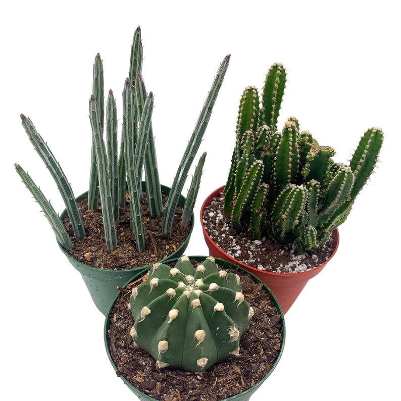 BubbleBlooms Cactus Assortment - Thumbnail 5