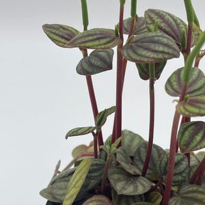 Peperomia Piccolo Banda, albovittata,4 inch Pot, Rare Mixed Frost peperomia