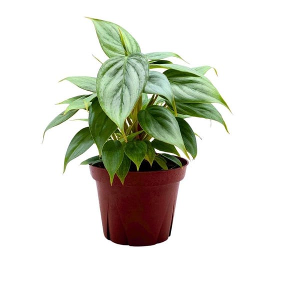 cherry laurel planting Schipka Cherry Laurel For Sale main image 0