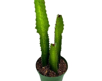 African Milk Tree (euphorbia Trigona) - Cathedral Cactus - Etsy