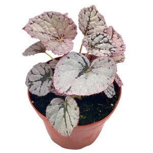 BubbleBlooms &#39;Harmony&#39;s Silver Dollar&#39; Begonia Rex, 4 inch Painted-Leaf Begonia, Unique Homegrown Exclusive, Variegated