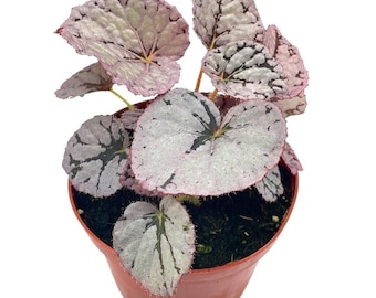 BubbleBlooms &#39;Harmony&#39;s Silver Dollar&#39; Begonia Rex, 4 inch Painted-Leaf Begonia, Unique Homegrown Exclusive, Variegated