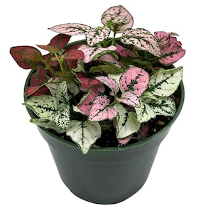 May include: A potted plant with pink and white speckled leaves. The plant is in a green plastic pot.