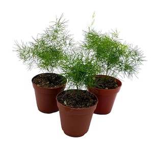 May include: Three potted asparagus ferns in brown pots. The ferns have green fronds and are growing in a light brown soil.
