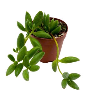 May include: A small potted succulent plant with long, trailing stems and green, oval-shaped leaves. The plant is in a brown plastic pot.