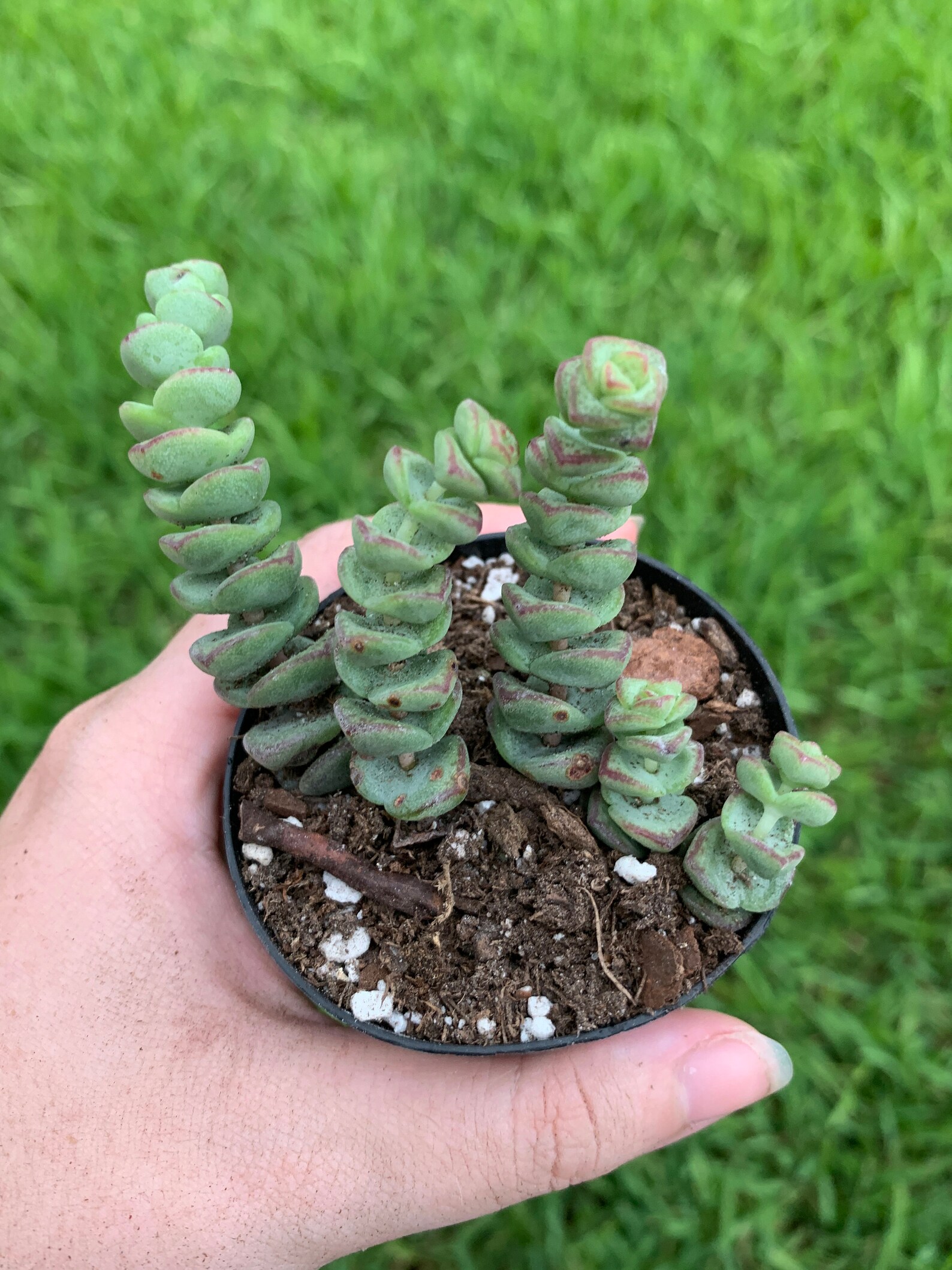 Variegated Crassula Baby Necklace Succulent Pink Jade tips Etsy