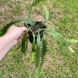 May include: A green cactus plant with long, thin, serrated leaves growing in a black plastic pot. The plant is hanging down from the pot.