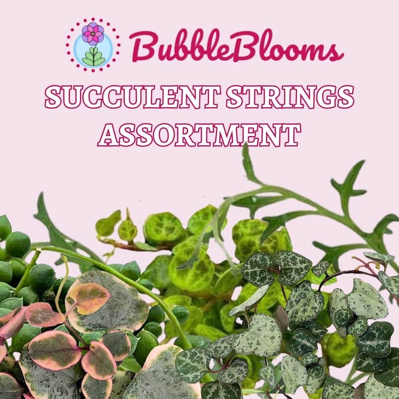 Succulent Strings Set