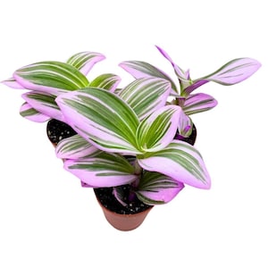 May include: A potted plant with pink and green striped leaves. The plant is in a brown pot.