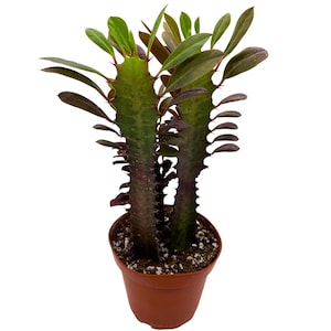 May include: A potted Euphorbia plant with green and burgundy leaves. The plant has a tall, upright growth habit with a central stem and is planted in a small, brown plastic pot. The plant is set against a white background.