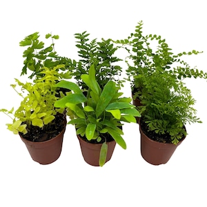May include: Five small potted ferns in brown pots. The ferns are a mix of green and yellow varieties.