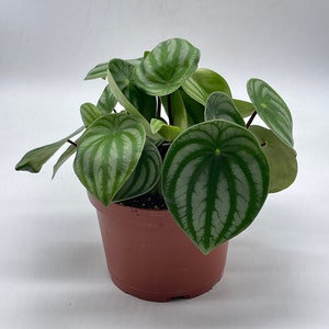 Watermelon Peperomia, 6 inch, Peperomia Argyreia (Sandersii) Water Melon Begonia