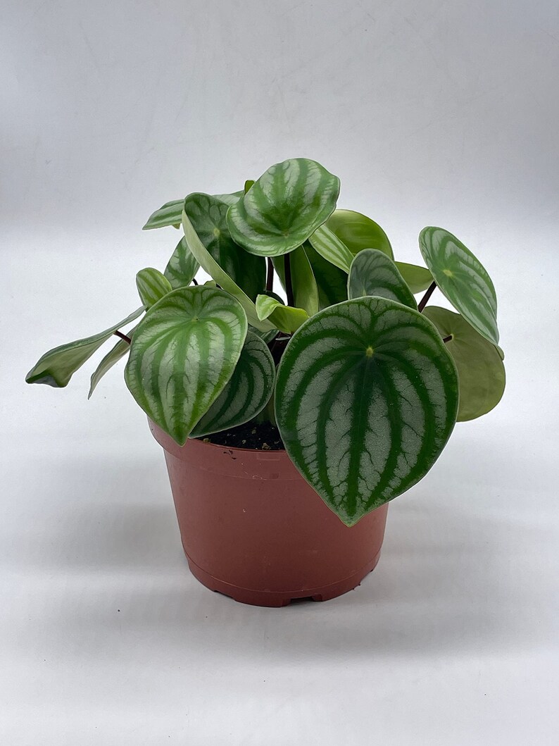 Watermelon Peperomia, 6 inch, Peperomia Argyreia (Sandersii) Water Melon Begonia