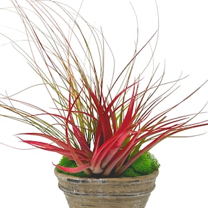 May include: A red and green air plant in a brown pot with a textured surface. The plant has long, thin leaves.