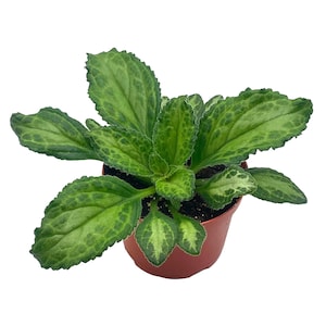 BubbleBlooms Harmony&#39;s Patina Gesneriad Primulina Dryas, 6 inch African Violet Chirita Plant